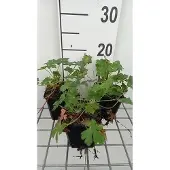 GRDplanten 6x Ooievaarsbek - Geranium cant. 'Harz' | 9x9 cm pot