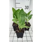 GRDplanten 6x Aster - Aster tataricus 'Jindai' | 9x9 cm pot