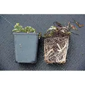 GRDplanten 6x Klokje - Campanula pyramidalis | 9x9 cm pot