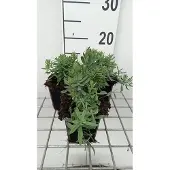 GRDplanten 6x Linaria - Linaria purp. 'Canon J. Went' | 9x9 cm pot