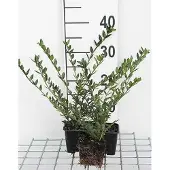 GRDplanten 12x Kamperfoelie - Lonicera pileata | 9x9 cm pot