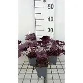 GRDplanten 6x Purperklokje - Heuchera hybr. 'Forever Purple' | 9x9 cm pot