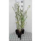 GRDplanten 6x Schijnaster - Boltonia asteroides 'Snowbank' | 9x9 cm pot