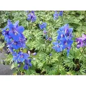 GRDplanten 6x Ridderspoor - Delphinium (b) 'Piccolo' | 9x9 cm pot