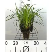 GRDplanten 6x Zegge - Carex morr. Irish Green" | 9x9 cm pot