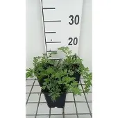 GRDplanten 6x Margriet - Tanacetum (c) 'Robinson's Rose' | 9x9 cm pot