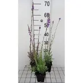 GRDplanten 6x Linaria - Linaria purpurea | 9x9 cm pot