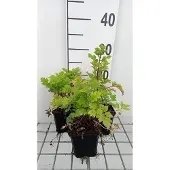 GRDplanten 6x Margriet - Tanacetum parthenium | 9x9 cm pot