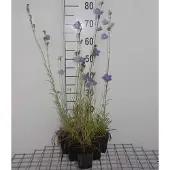 GRDplanten 6x Klokje - Campanula pers. 'Grandiflora Coerulea' | 9x9 cm pot