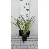 GRDplanten 6x Daglelie - Hemerocallis hybr. 'El desperado' | 9x9 cm pot