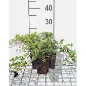 GRDplanten 12x Klimop 'Ivalace' - Hedera helix 'Ivalace' | 9x9 cm pot