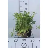 GRDplanten 6x Grasanjer - Dianthus barb. Indianer Teppich' | 9x9 cm pot