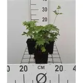 GRDplanten 6x Ooievaarsbek - Geranium sylv. 'Mayflower' | 9x9 cm pot