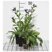 GRDplanten 6x Korenbloem - Centaurea mont. 'Coerulea' | 9x9 cm pot