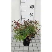 GRDplanten 6x Kattenstaart - Lythrum sal. 'Zigeunerblut' | 9x9 cm pot