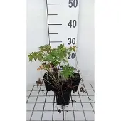 GRDplanten 6x Ooievaarsbek - Geranium prat. 'Splish Splash' | 9x9 cm pot