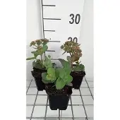 GRDplanten 6x Vetkruid - Sedum hybr. 'Matrona' | 9x9 cm pot