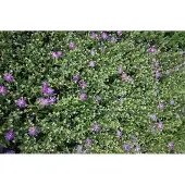 GRDplanten 6x Aster - Aster thomsonii | 9x9 cm pot