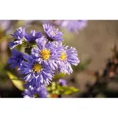 GRDplanten 6x Aster - Aster n.b. 'Marie Ballard' | 9x9 cm pot