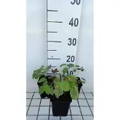 GRDplanten 6x Elfenbloem - Epimedium pubigerum | 9x9 cm pot