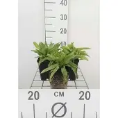 GRDplanten 6x Klokje - Campanula glom. 'Acaulis' | 9x9 cm pot