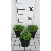 GRDplanten 6x Blauwkussen - Aubrieta hybr. 'Bressingham Red' | 9x9 cm pot