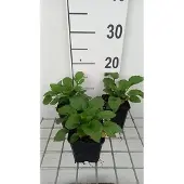 GRDplanten 6x Zonnehoed - Rudbeckia triloba 'Prairie Glow' | 9x9 cm pot