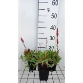 GRDplanten 6x Duizenknoop - Persicaria aff. 'Dimity' | 9x9 cm pot