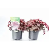 GRDplanten 6x Damastbloem - Heuchera amer. 'Melting Fire' | 9x9 cm pot
