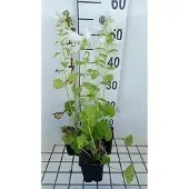 GRDplanten 6x Klokje - Campanula latifolia 'Macrantha Alba' | 9x9 cm pot