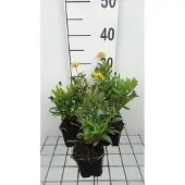 GRDplanten 6x Zonnekruid - Helenium hybr. 'Double Trouble' | 9x9 cm pot
