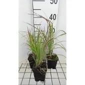 GRDplanten 6 x Andropogon gerardii - Gerards blauwe halm - pot van 9x9 cm