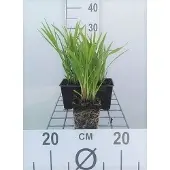GRDplanten 6x Lampepoetser - Liatris spic. 'Kobold' | 9x9 cm pot