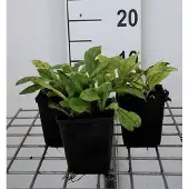 GRDplanten 6x Pulmonaria - Pulmonaria ang. 'Azurea' | 9x9 cm pot