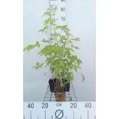 GRDplanten 6x Mourasspirea - Filipendula purp. 'Elegans' | 9x9 cm pot