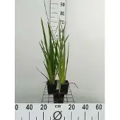 GRDplanten 6x lis - Iris pseudacorus | 9x9 cm pot