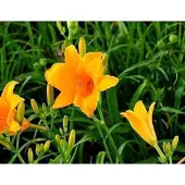 GRDplanten 6x Daglelie - Hemerocallis hybr. 'Aten' | 9x9 cm pot