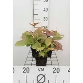 GRDplanten 6x Kijkblad - Rodgersia pod. 'Braunlaub' | 9x9 cm pot