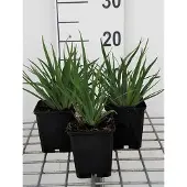 GRDplanten 6x Blauwogengras - Sisyrinchium angustifolium | 9x9 cm pot