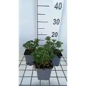 GRDplanten 6x Scheefkelk - Iberis semp. 'Zwergschneeflocke' | 9x9 cm pot