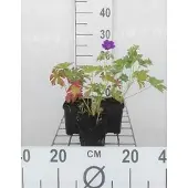 GRDplanten 6x Ooievaarsbek - Geranium hybr. 'Blue Blood' | 9x9 cm pot