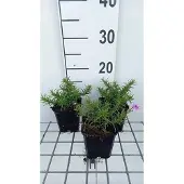 GRDplanten 6x Vlambloem - Phlox (s) 'Purple Beauty' | 9x9 cm pot