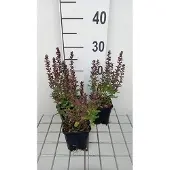 GRDplanten 6x Gamander - Teucrium chamaedrys | 9x9 cm pot