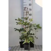 GRDplanten 6x Pluimspirea - Astilbe chin. 'Superba' | 9x9 cm pot