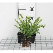 GRDplanten 12x Chinese Kamperfoelie - Lonicera nit. 'Maigruen' | 9x9 cm pot
