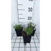 GRDplanten 6x Vlambloem - Phlox (s) 'Bavaria' | 9x9 cm pot