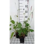 GRDplanten 6x Duizenknoop - Persicaria ampl. 'Rowden Gem' | 9x9 cm pot