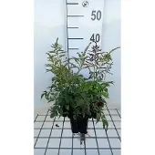 GRDplanten 6x Pluimspirea - Astilbe (j) 'Gladstone' | 9x9 cm pot