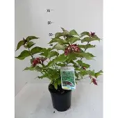 GRDplanten 6x Fazantenbes - Leycesteria formosa | 9x9 cm pot