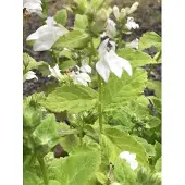 GRDplanten 6 x Lobelia siph. 'Alba' - Witte blauwe lobelia - Pot van 9 x 9 cm